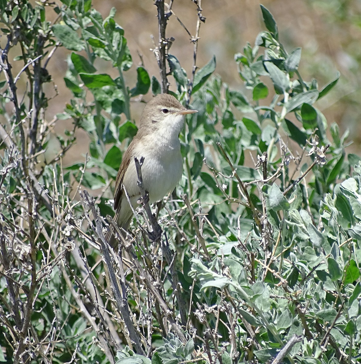 Sykes's Warbler - ML205529281