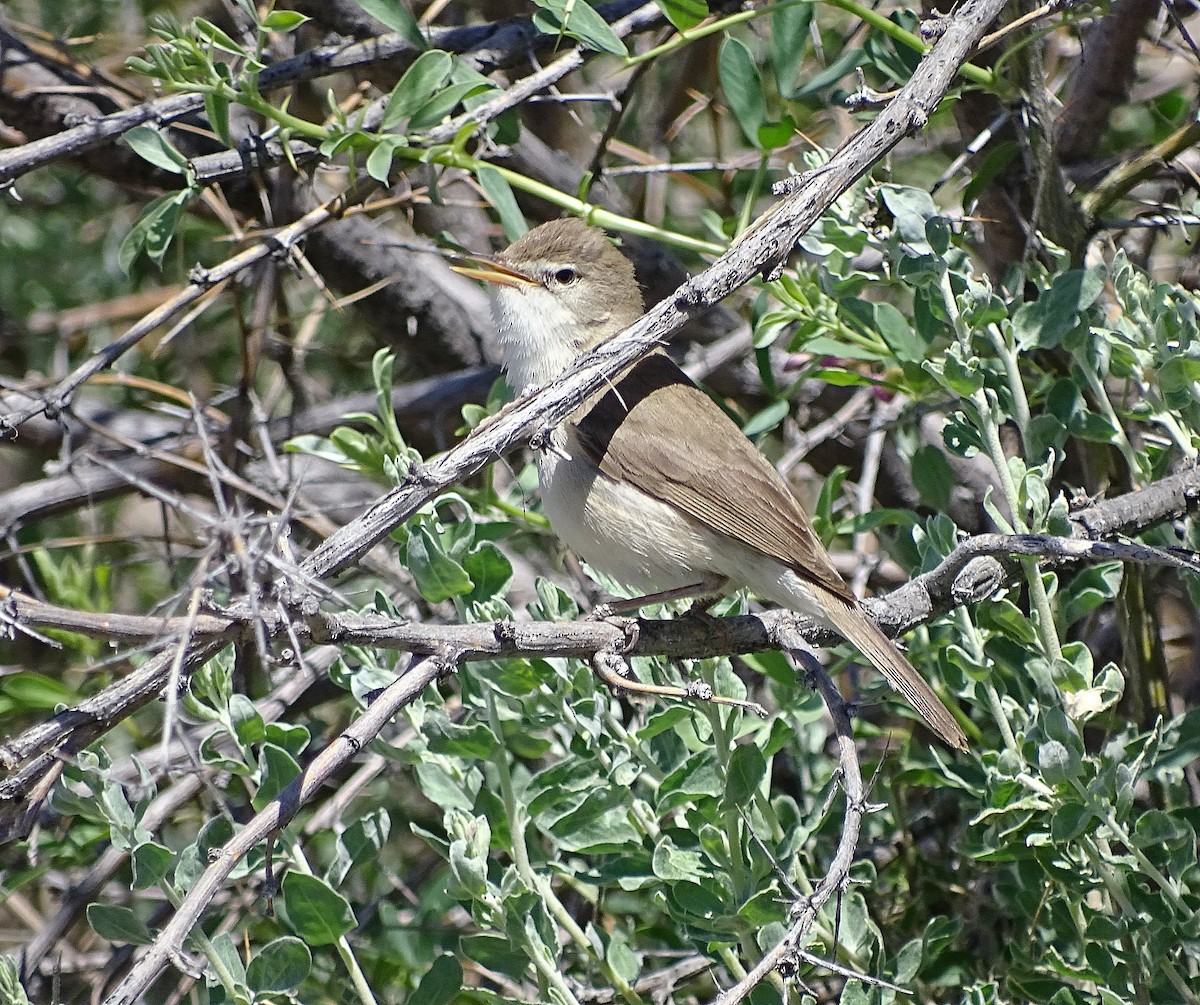 Sykes's Warbler - ML205529291