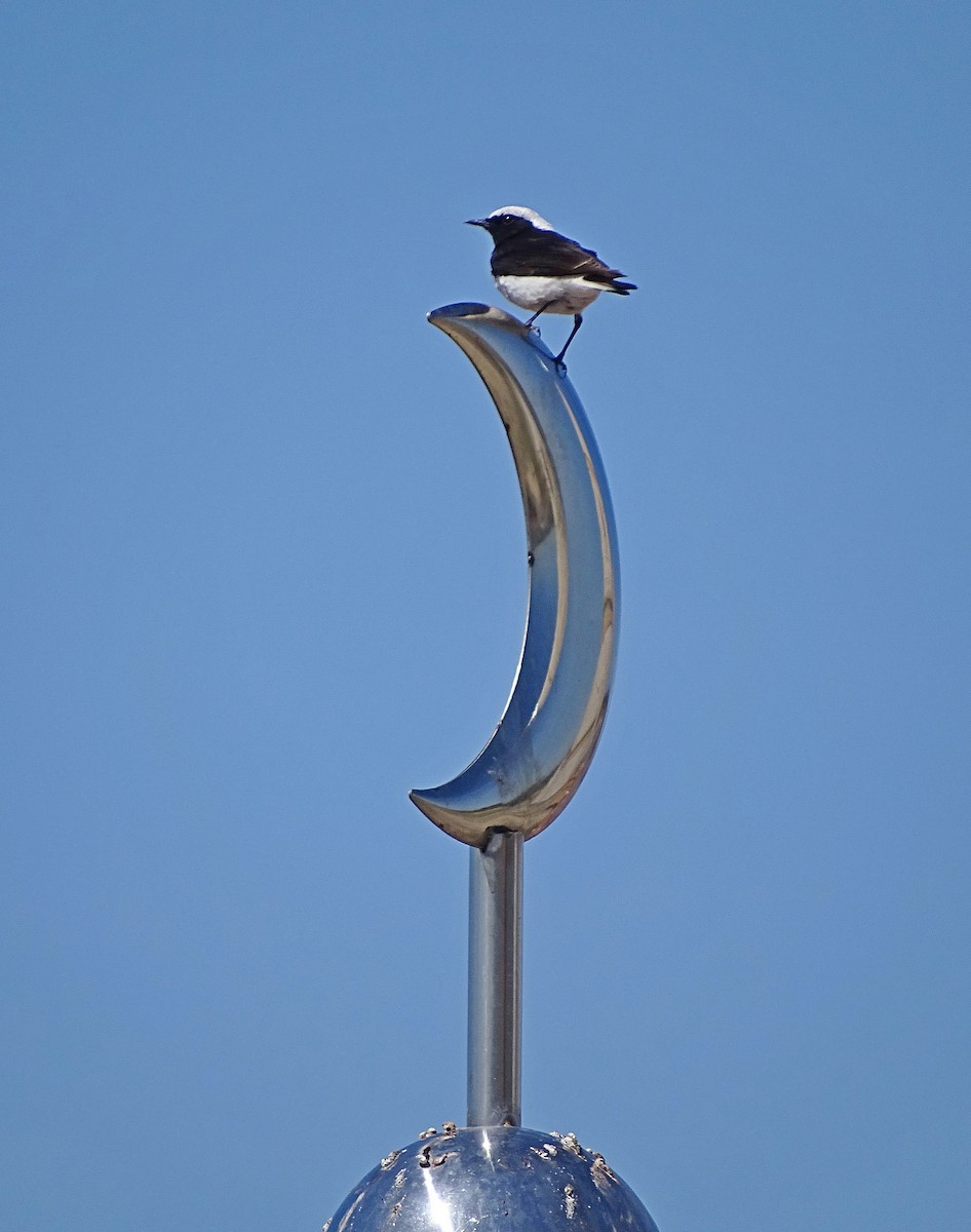 Pied Wheatear - ML205529331