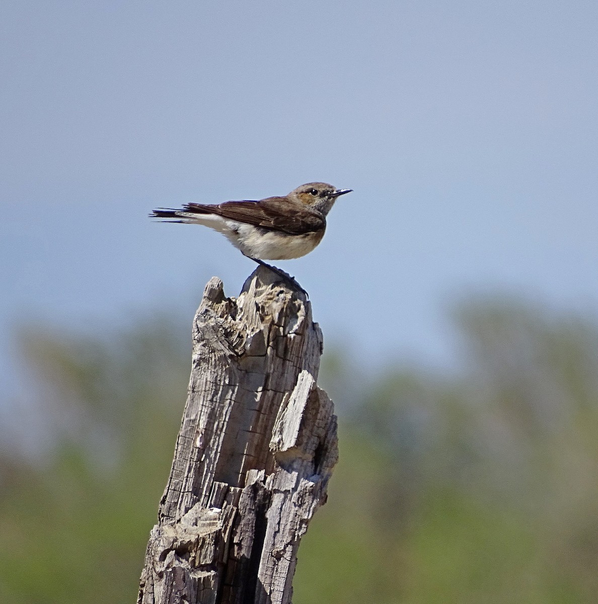 Pied Wheatear - ML205529341