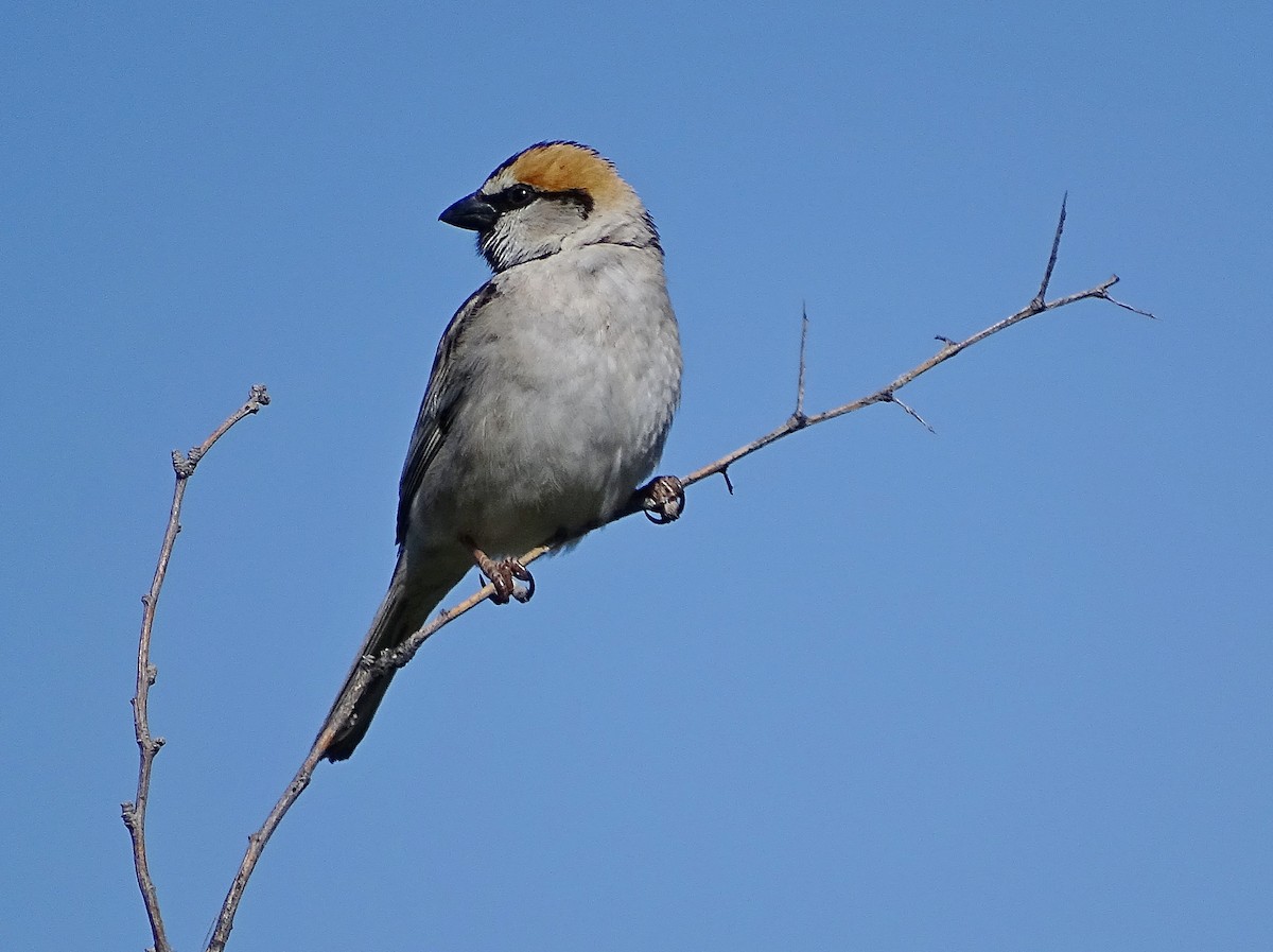 Saxaul Sparrow - Jens Thalund