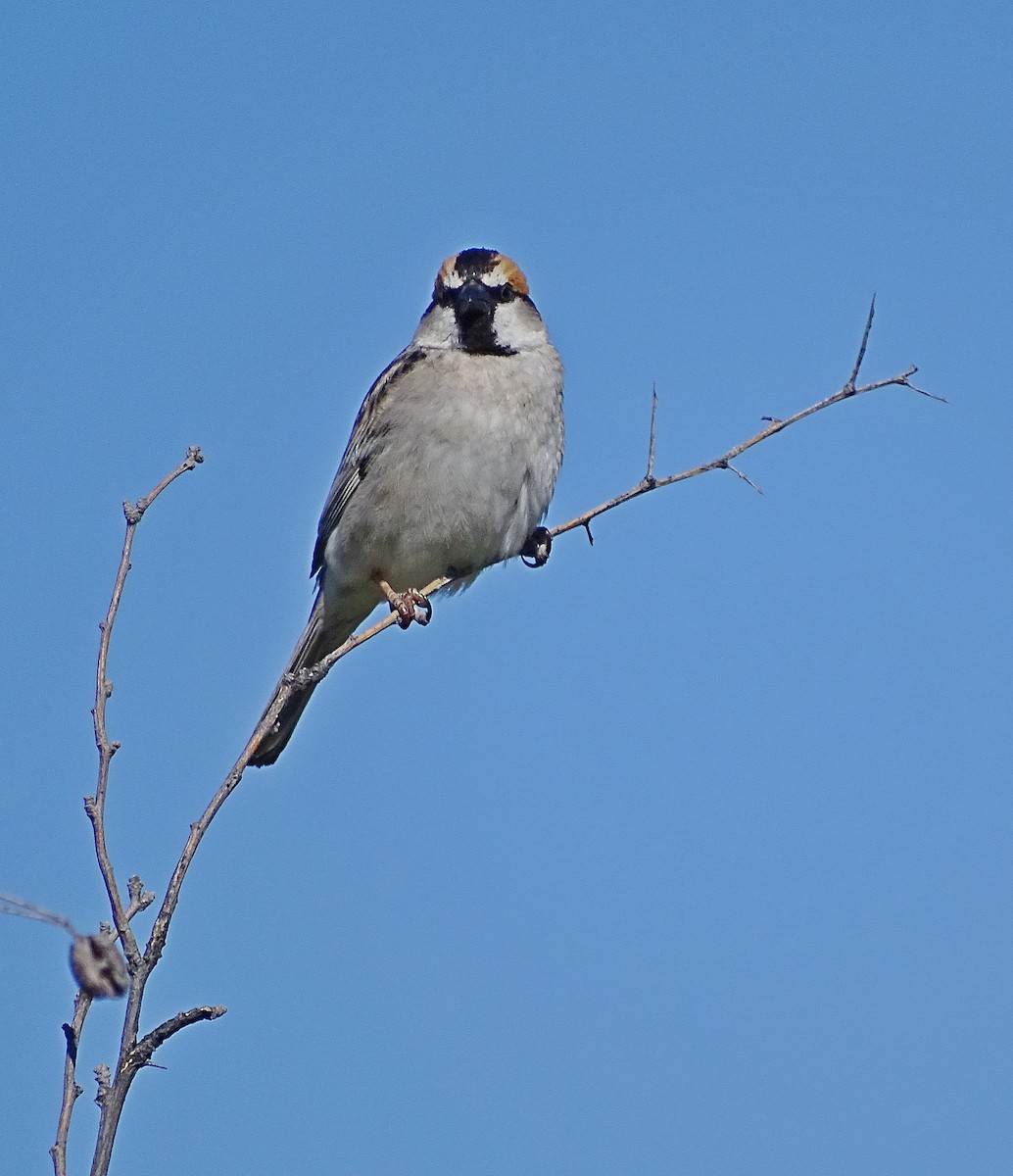 Moineau des saxaouls - ML205529441