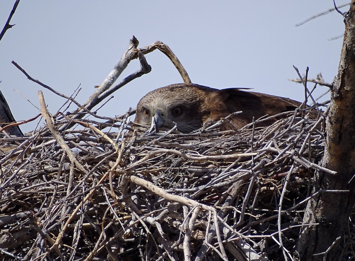 Black Kite (Black-eared) - ML205529451