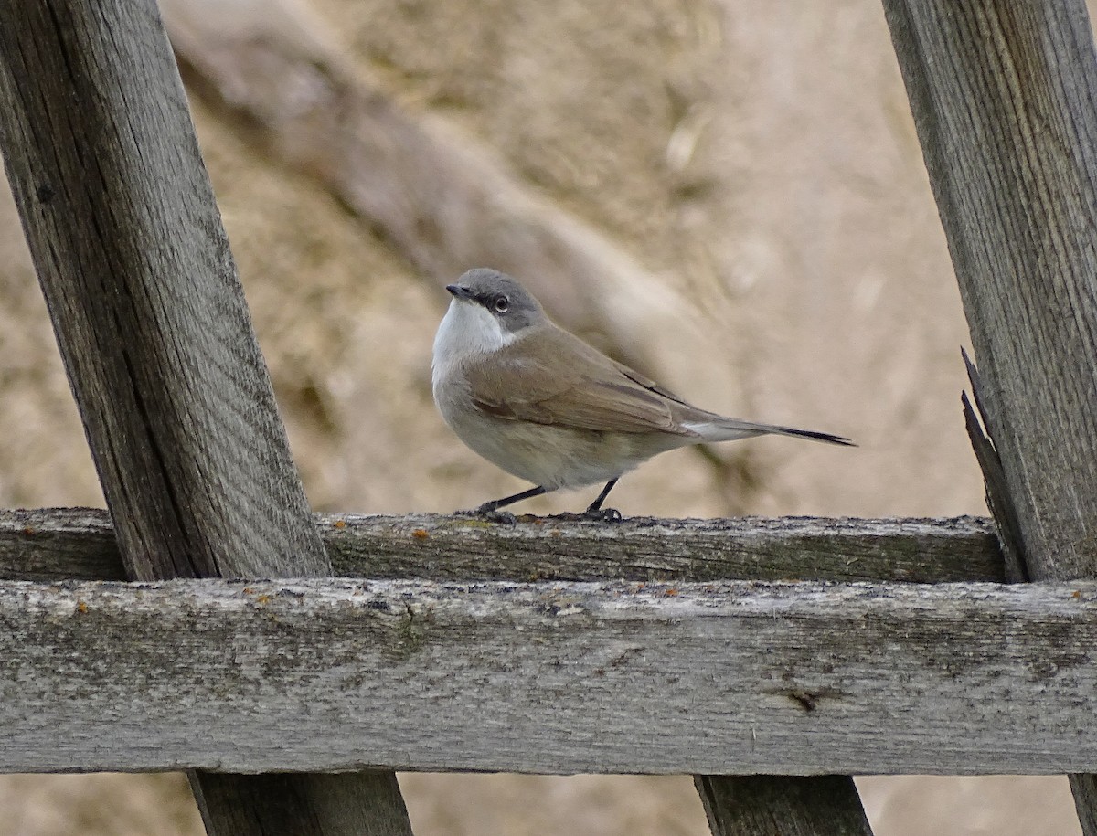 Curruca Zarcerilla - ML205529561