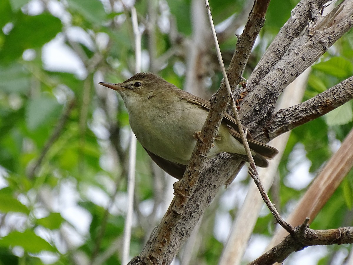 Blyth's Reed Warbler - ML205529571