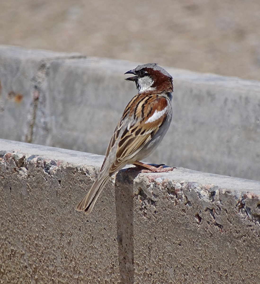 House Sparrow - ML205529631