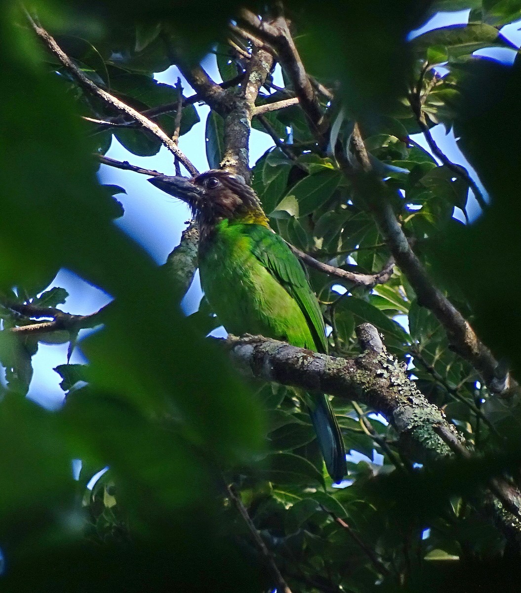 barbet hnědohrdlý - ML205529821