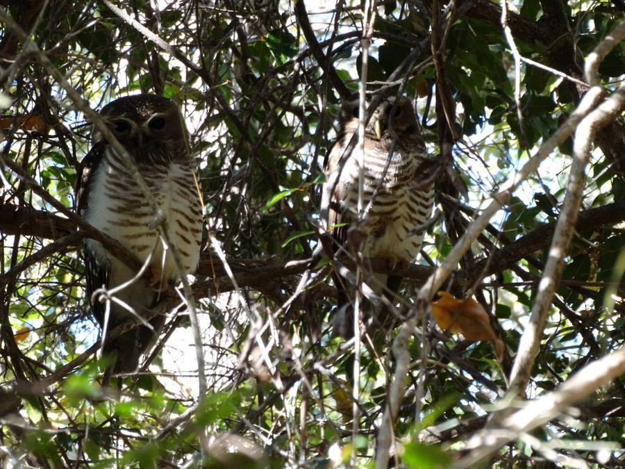 White-browed Owl - ML205531361