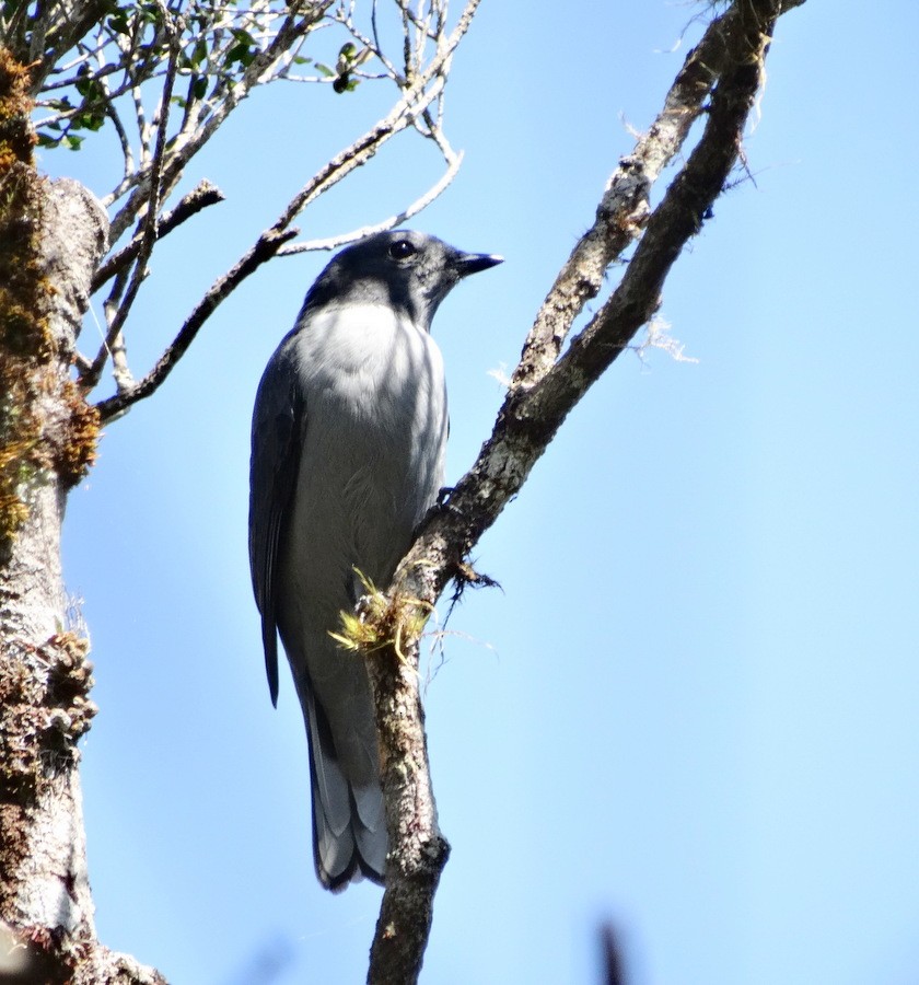 Madagascar Cuckooshrike - Jens Thalund