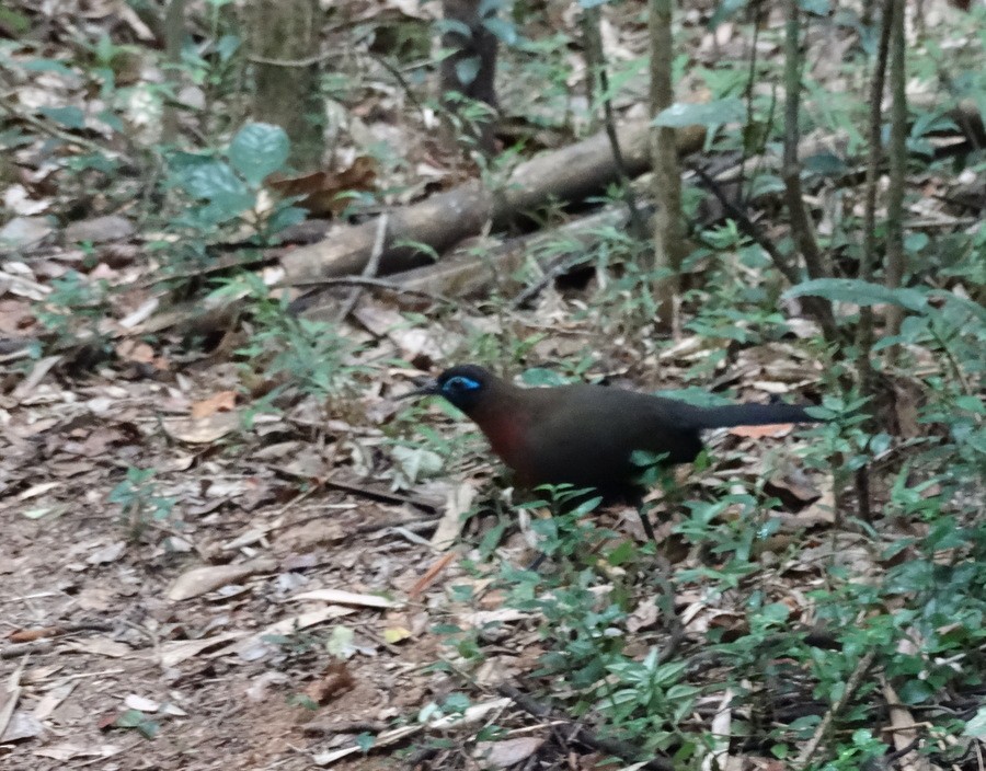 Red-breasted Coua - ML205531671