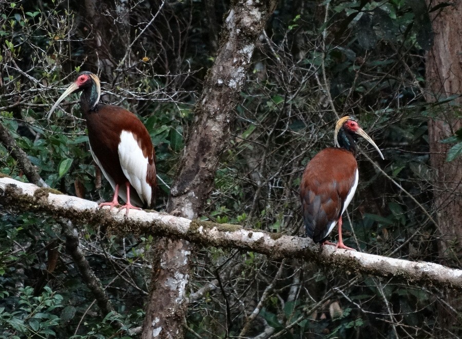 Madagascar Ibis - ML205531681