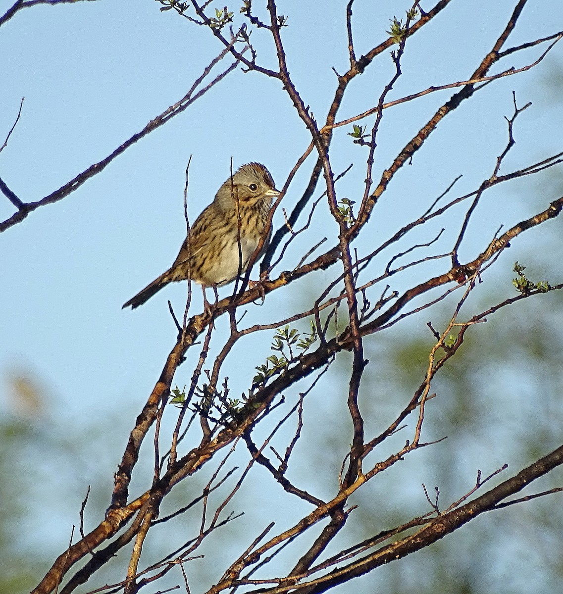 Lincoln's Sparrow - Jens Thalund