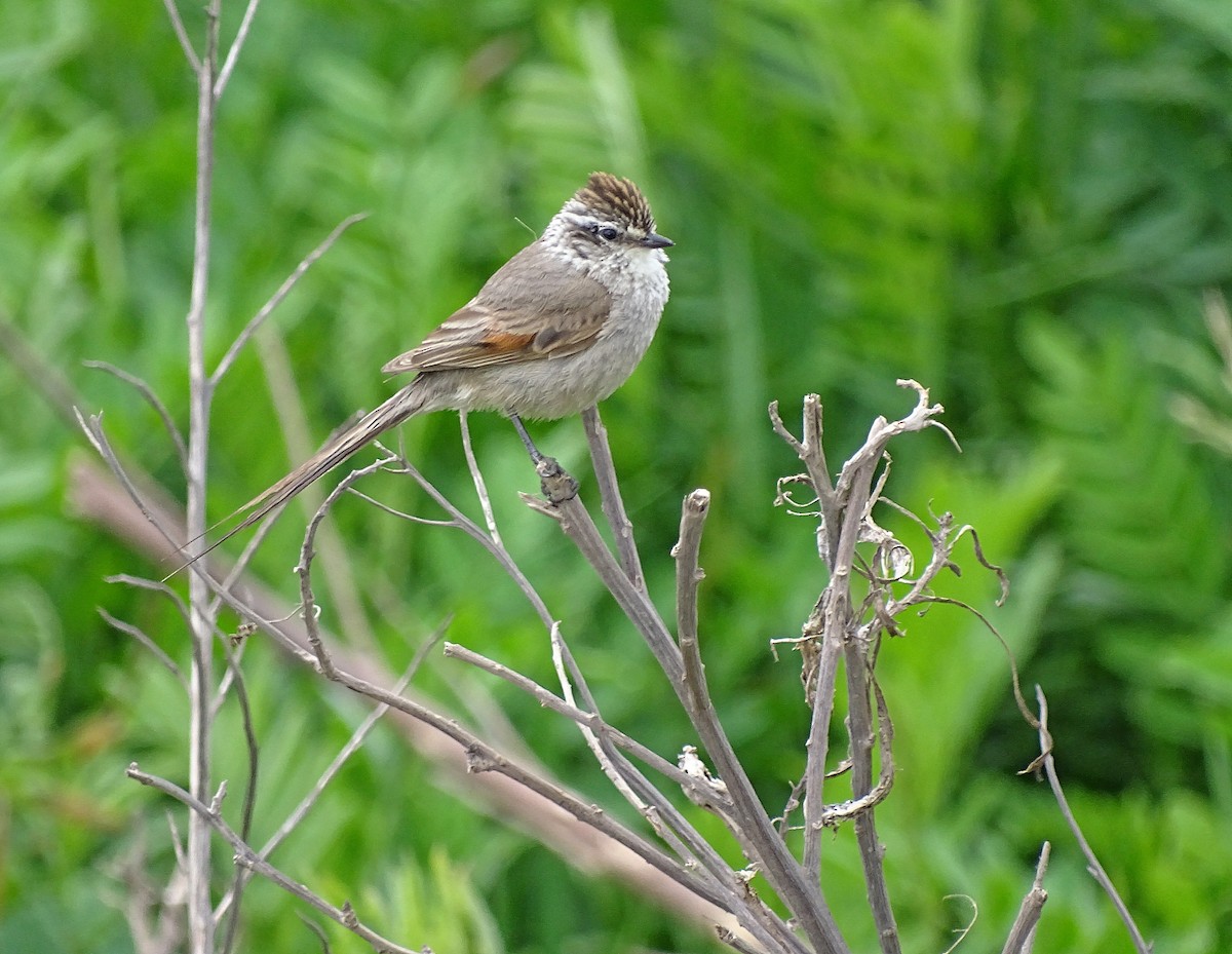 Zimtspiegel-Meisenschlüpfer (aegithaloides) - ML205532601