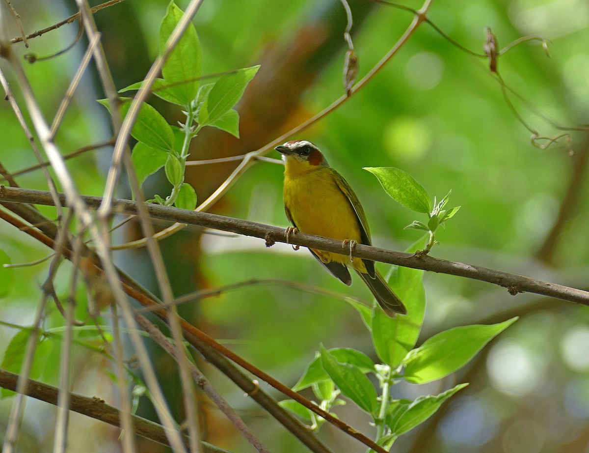 Chestnut-capped Warbler - Jens Thalund