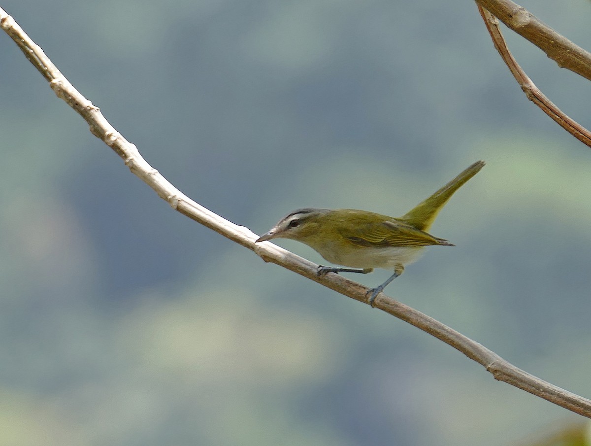 Vireo Chiví (grupo agilis) - ML205532871