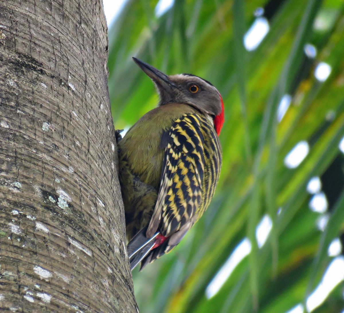 Hispaniolan Woodpecker - ML205533401