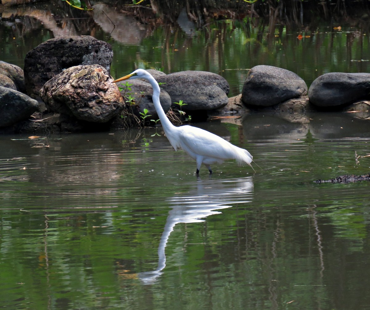 Silberreiher (egretta) - ML205533471