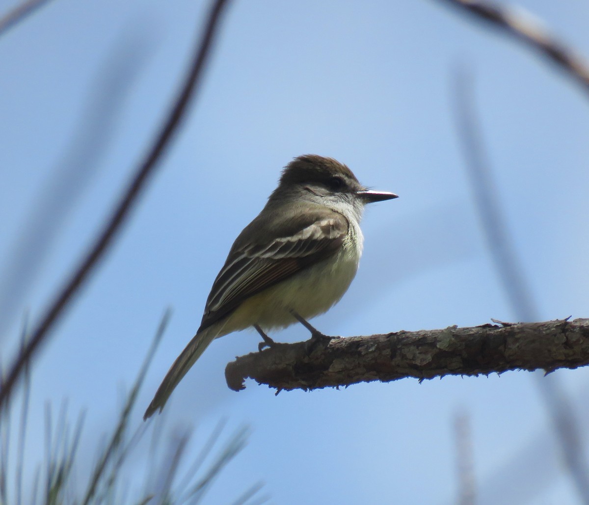 Stolid Flycatcher - ML205533501