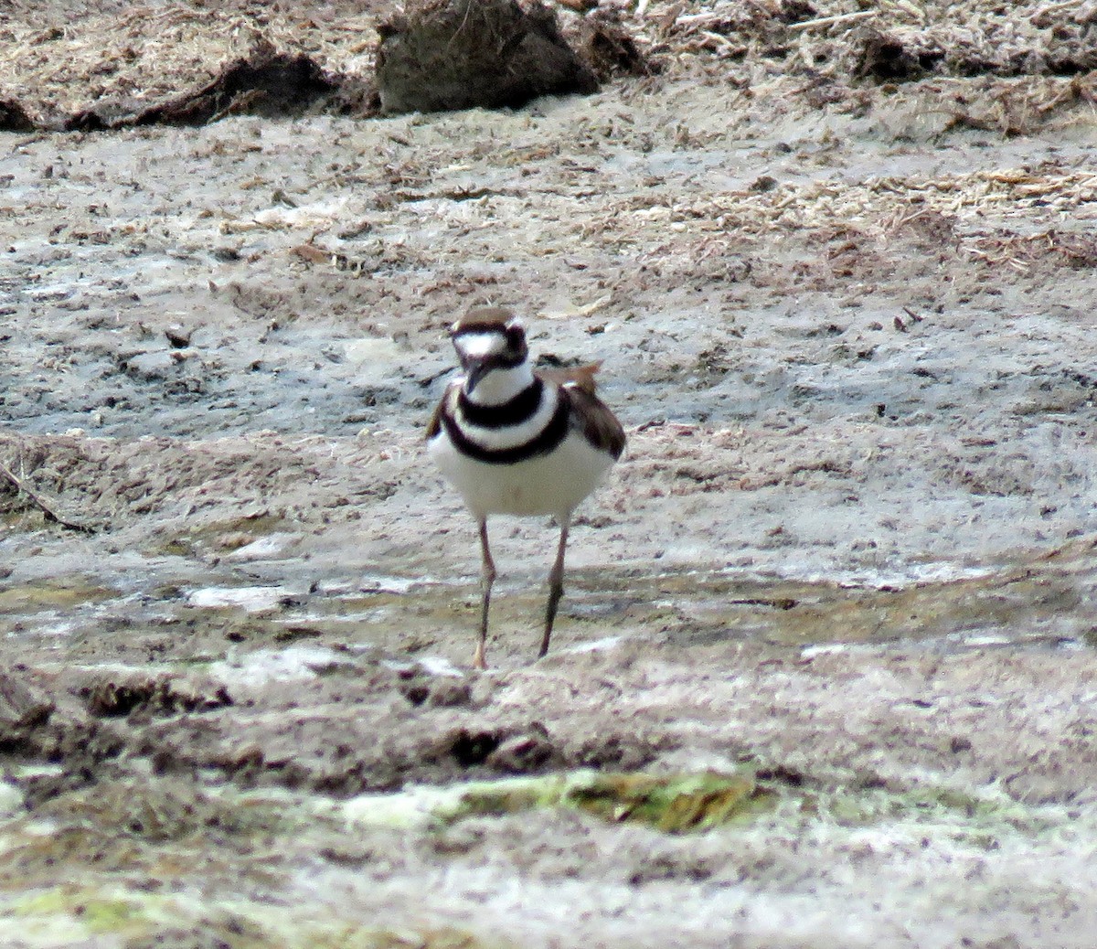 Killdeer - Gustavo A. Rodriguez