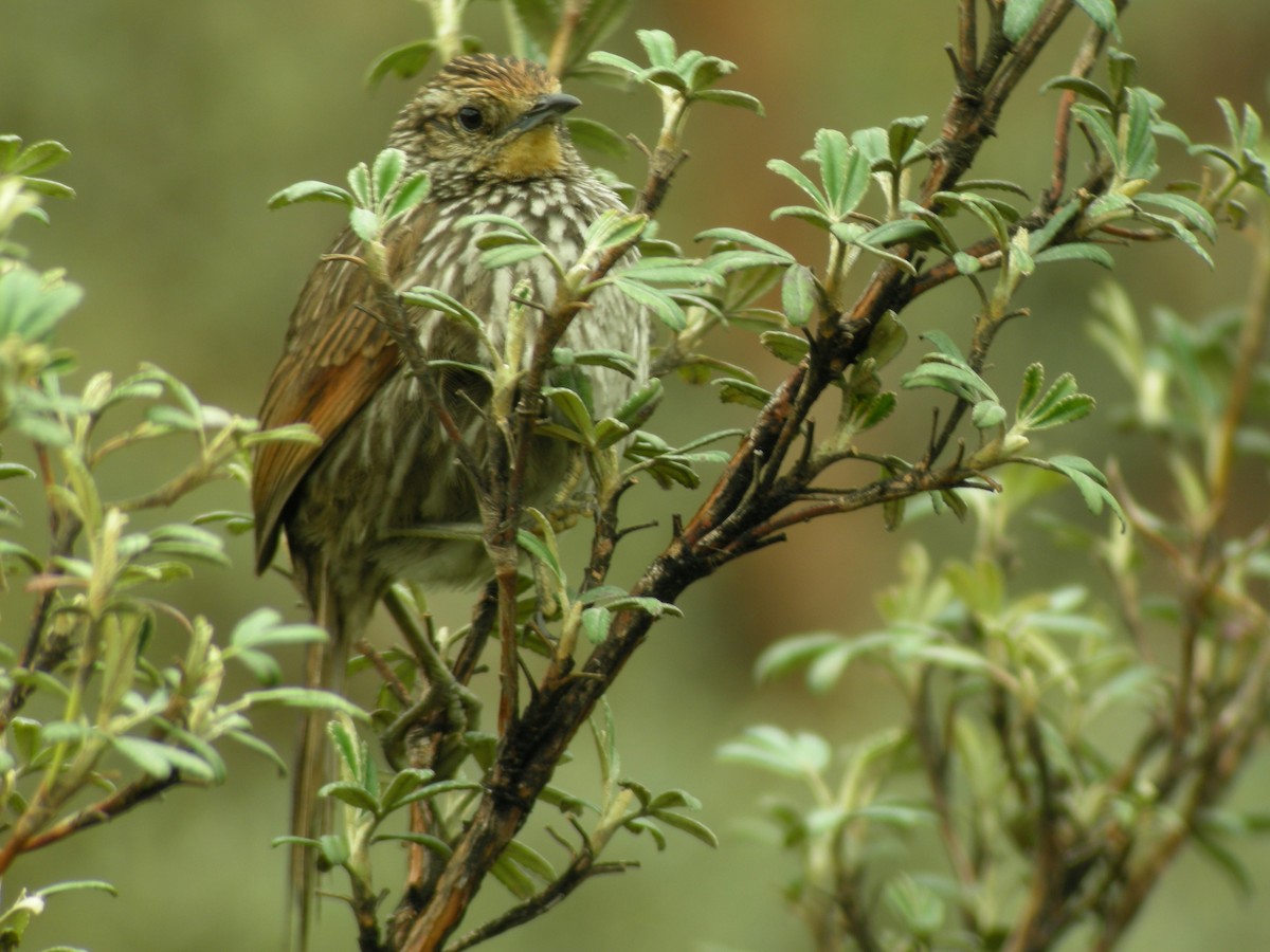 Many-striped Canastero - ML205533871