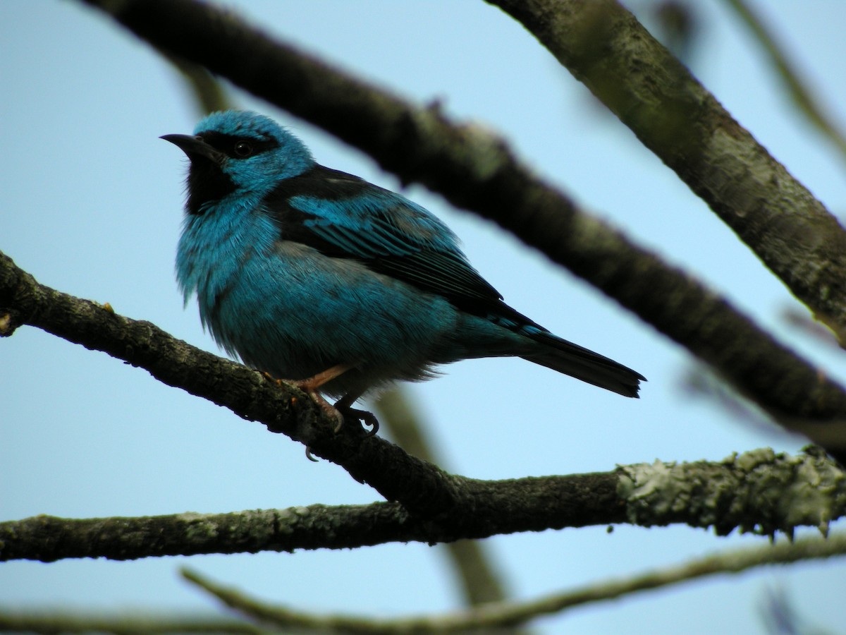 Blue Dacnis - ML205533881