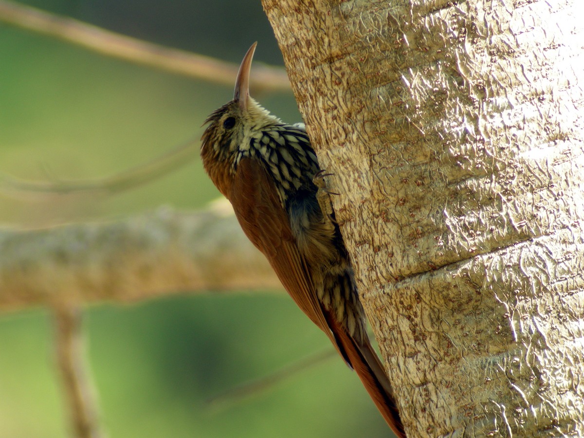 Scaled Woodcreeper - ML205533891