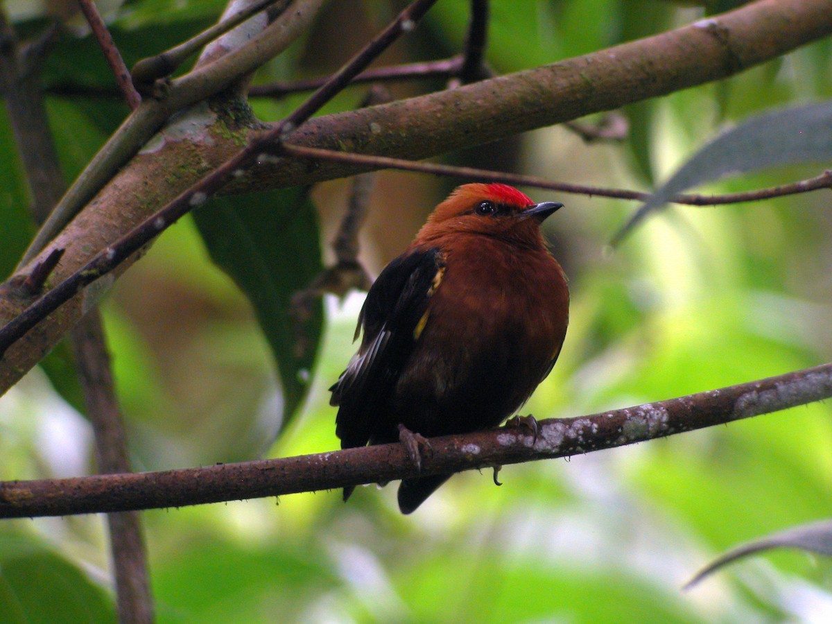 Club-winged Manakin - ML205533901