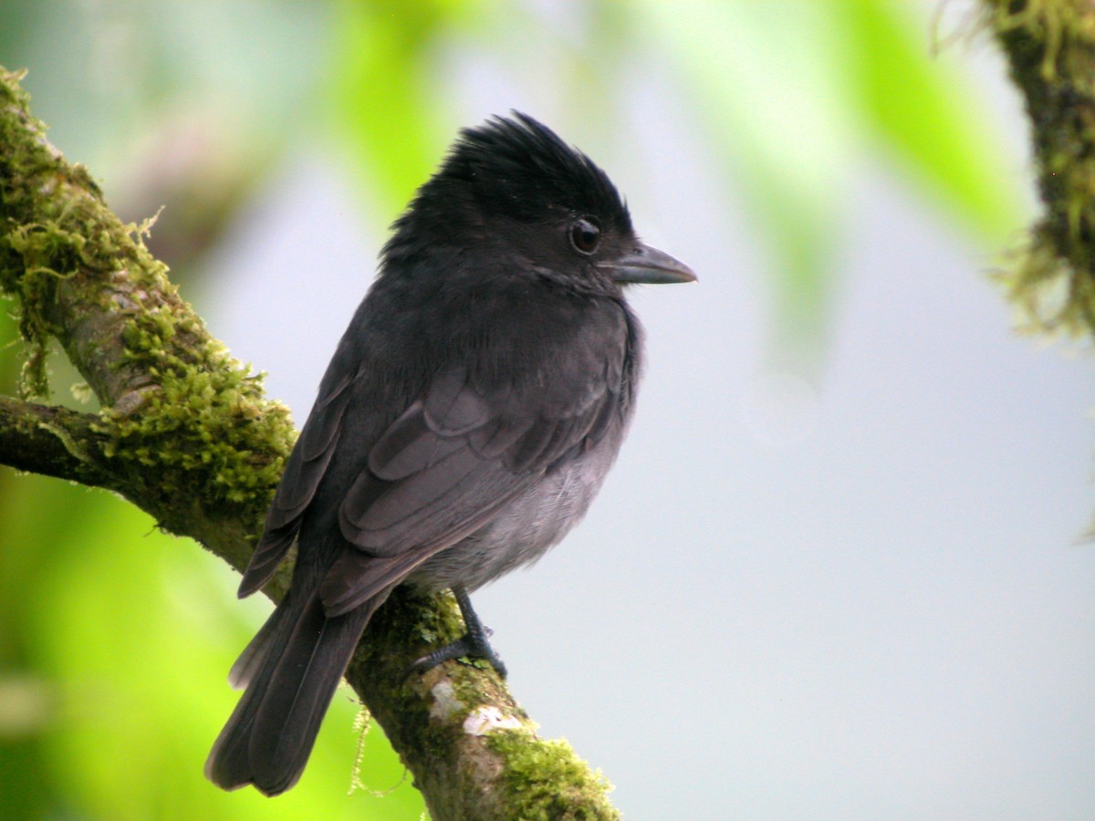 One-colored Becard - ML205533911