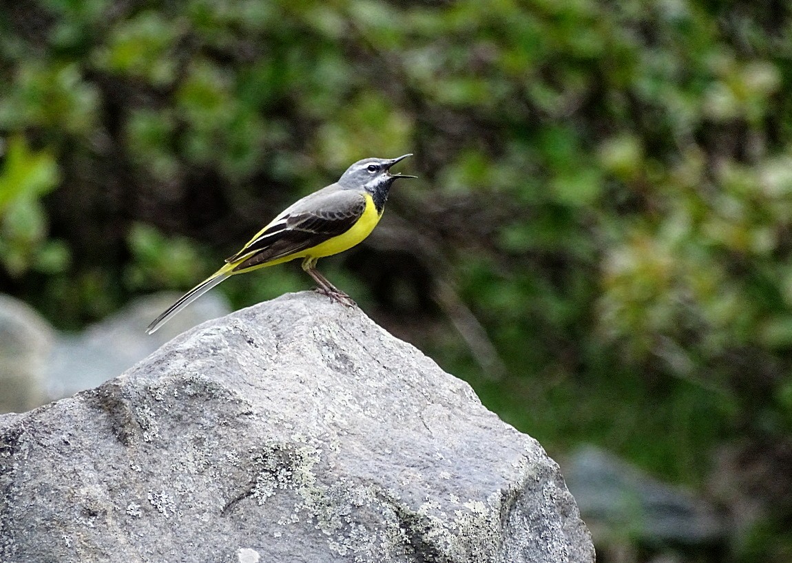 Gray Wagtail - Jens Thalund
