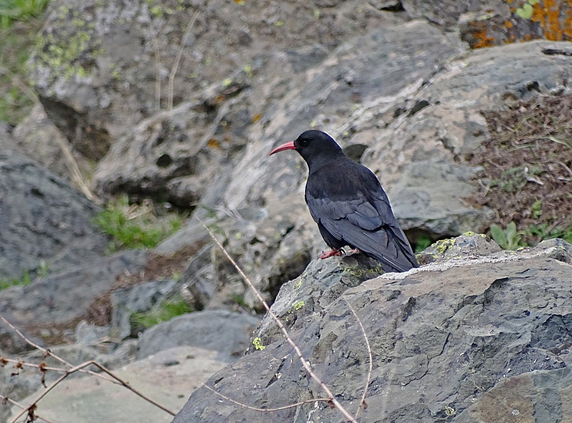 Red-billed Chough (Red-billed) - ML205534331