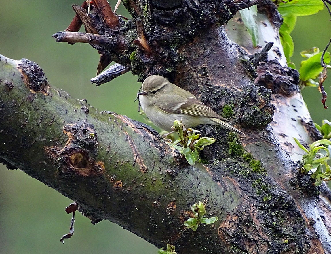 Hume's Warbler - ML205534421