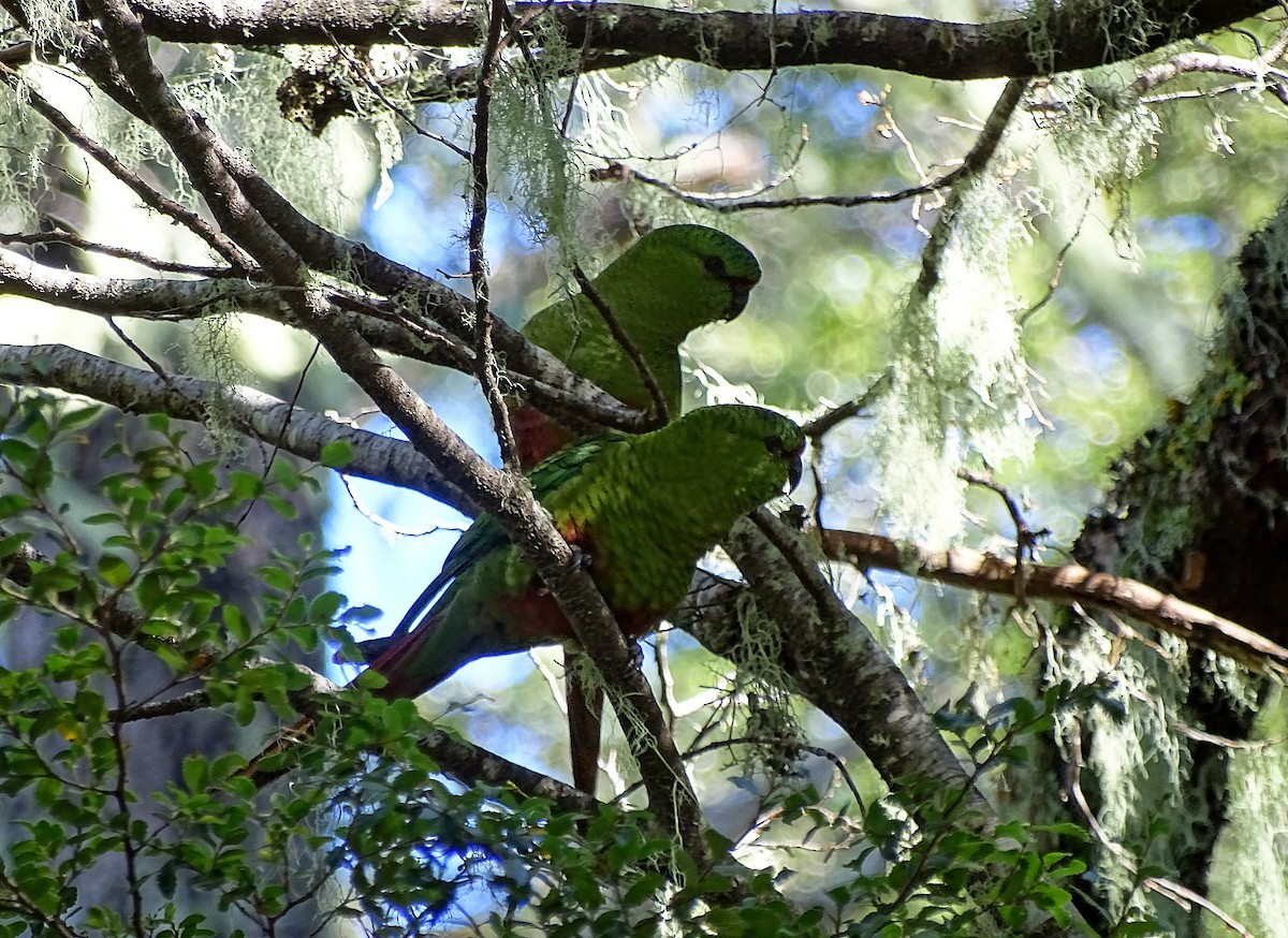 Austral Parakeet - ML205534691