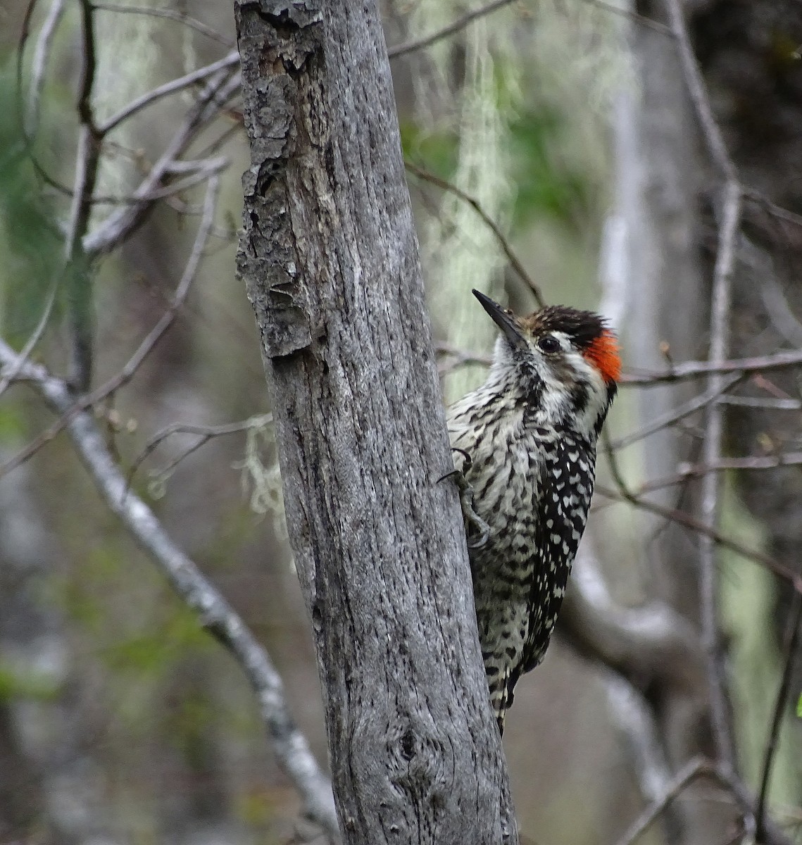 Striped Woodpecker - Jens Thalund