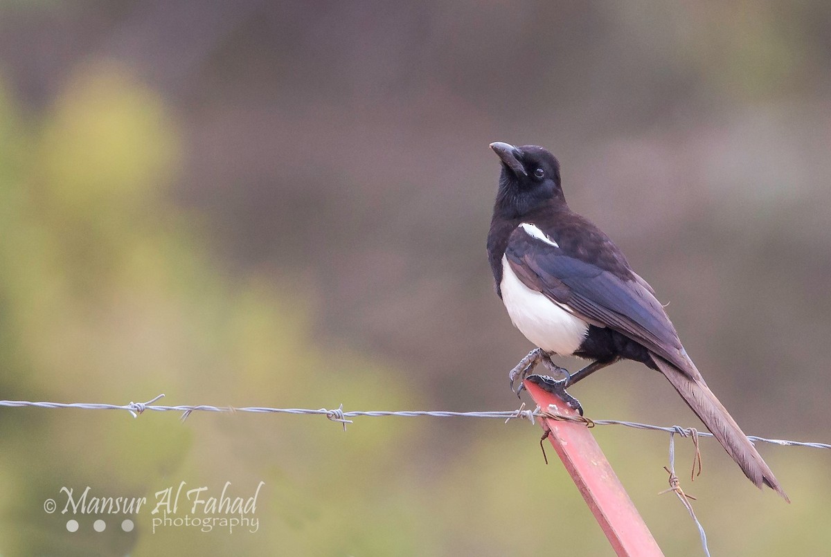 straka asirská - ML205535371