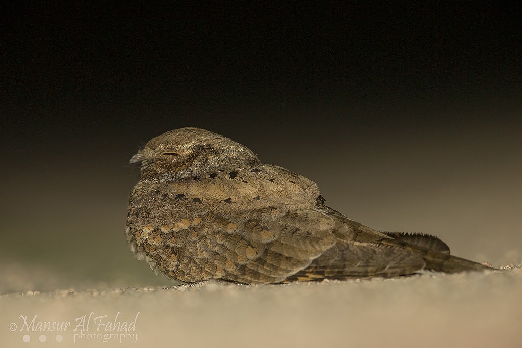 Plain Nightjar - ML205535381