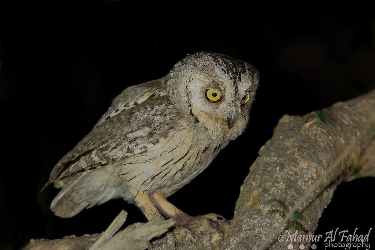 Arabian Scops-Owl - ML205535401