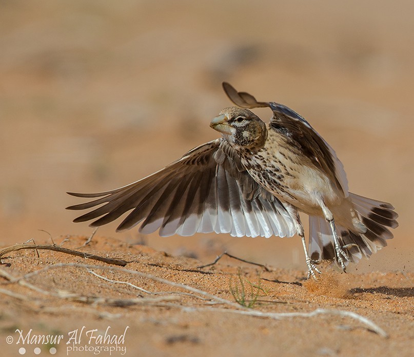 Thick-billed Lark - Mansur Al -Fahad