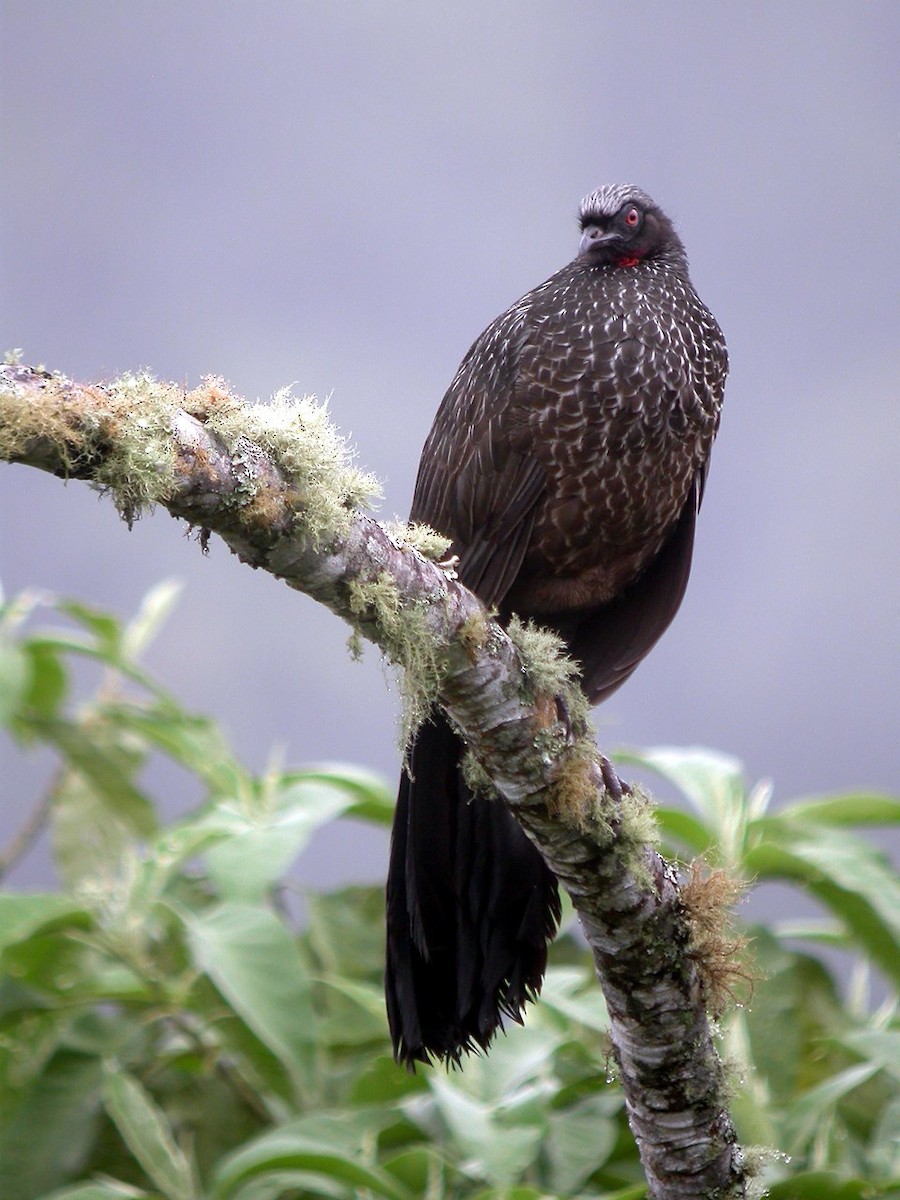 Dusky-legged Guan - ML205535451