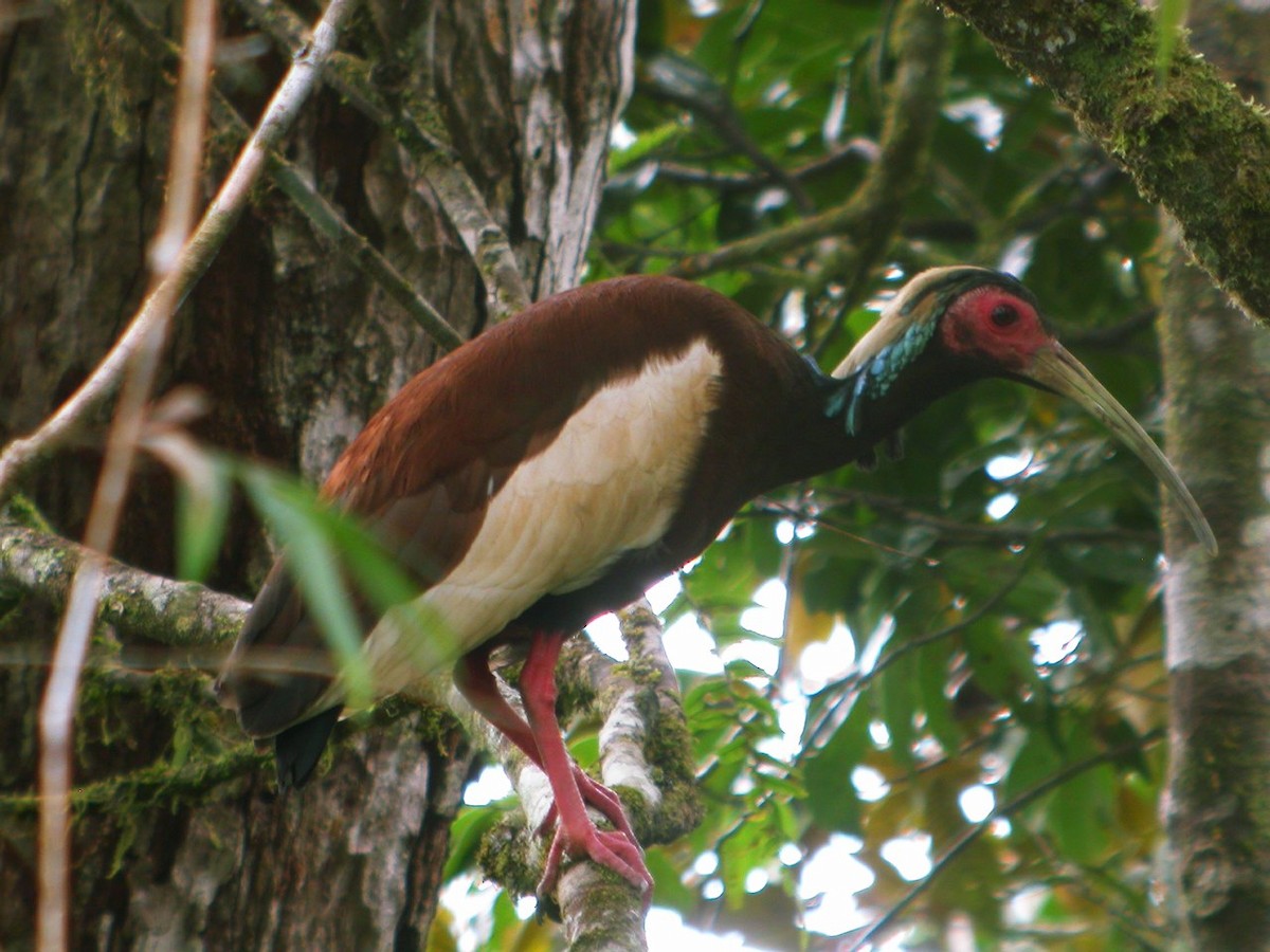 ibis madagaskarský - ML205535471