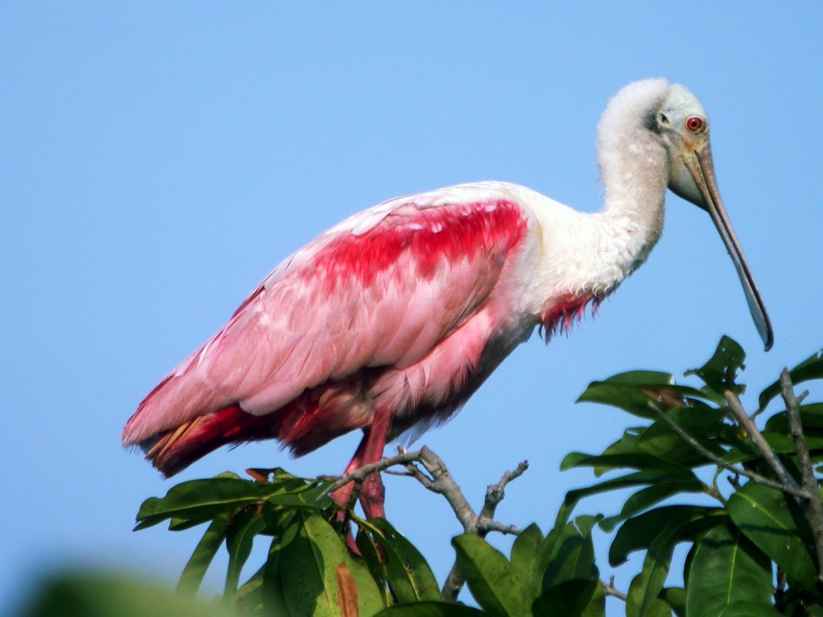 kolpík růžový - ML205535481