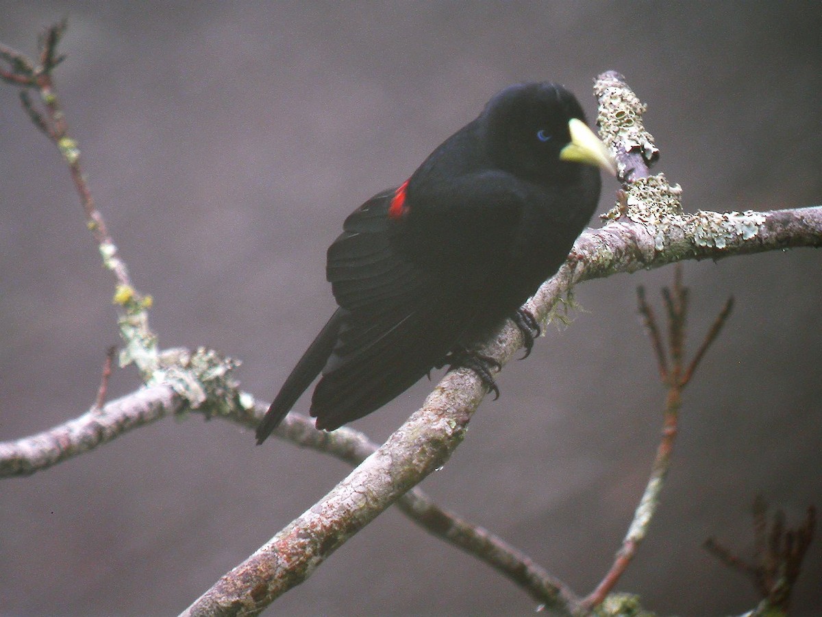 Red-rumped Cacique - ML205535521