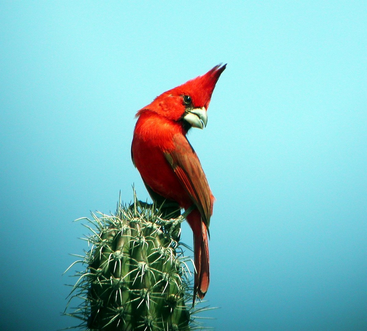 Vermilion Cardinal - ML205535611