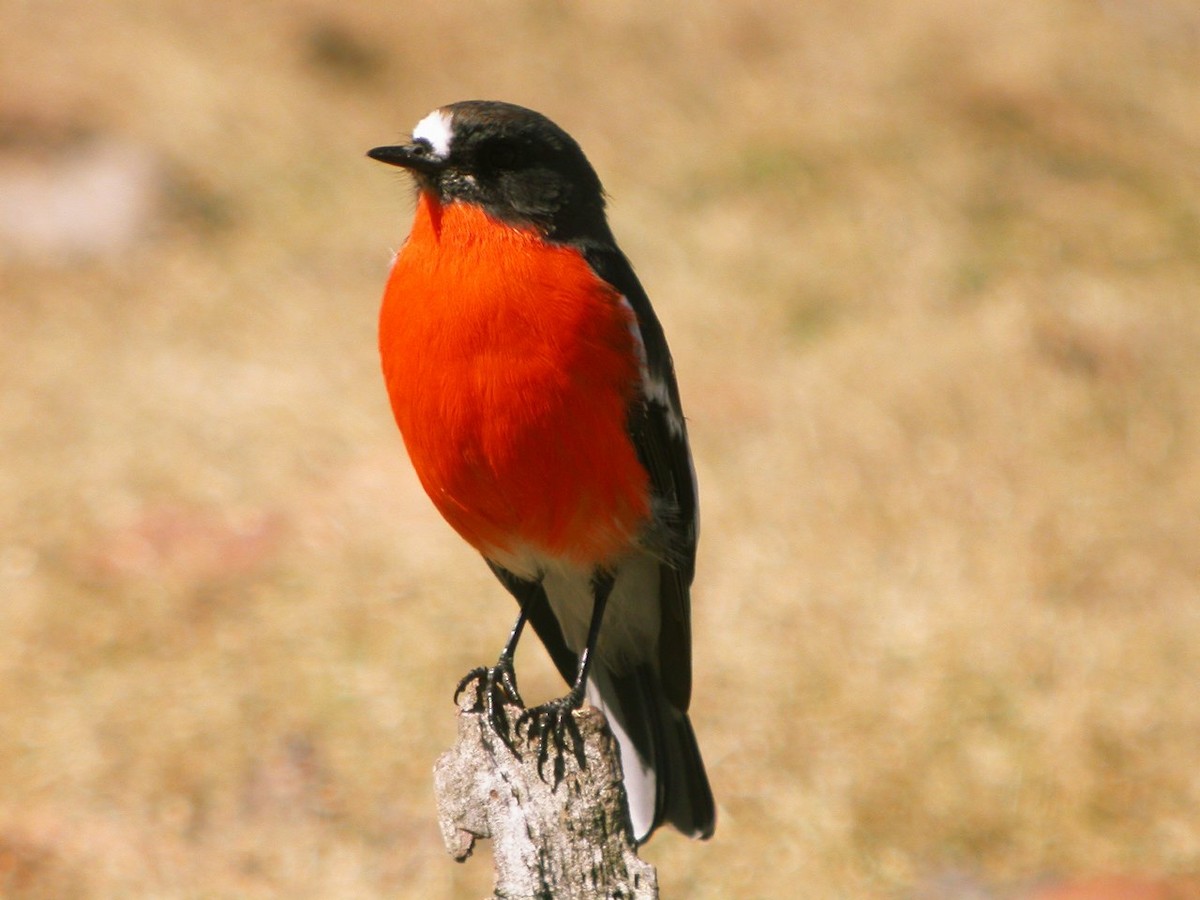 Flame Robin - ALBERTO GARCIA