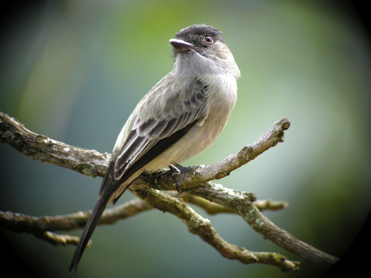 Sibilant Sirystes - ML205535671