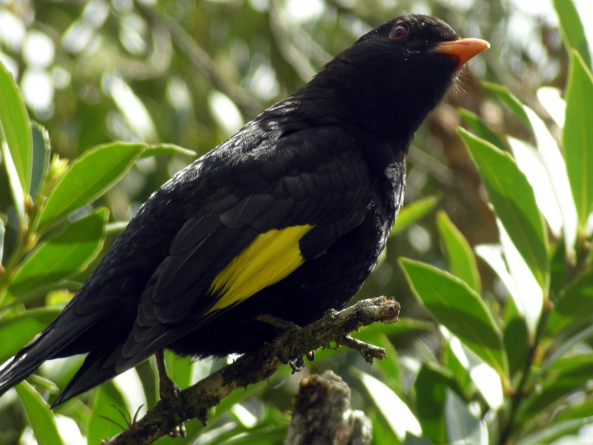 Black-and-gold Cotinga - ML205535681