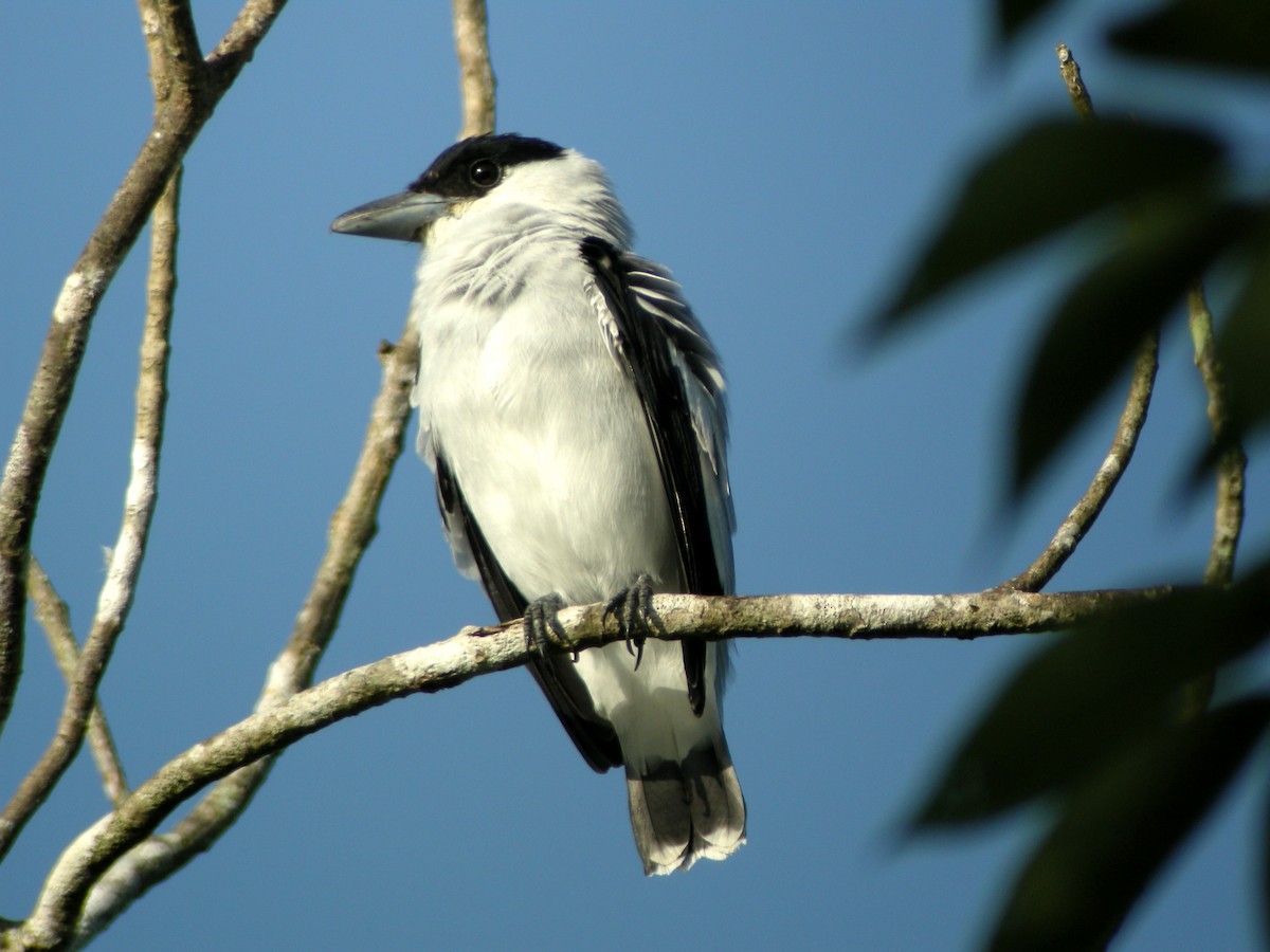 Black-crowned Tityra - ML205535691