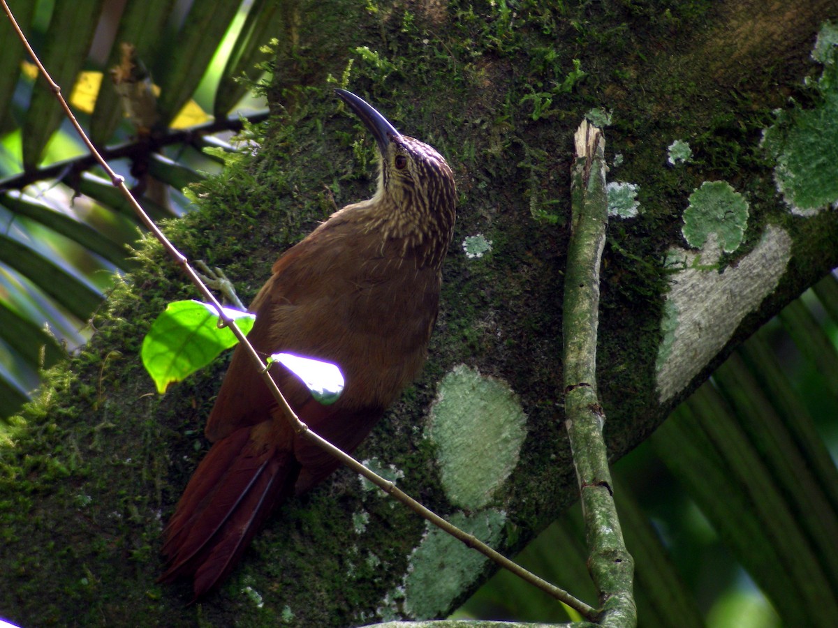 White-throated Woodcreeper - ML205535701