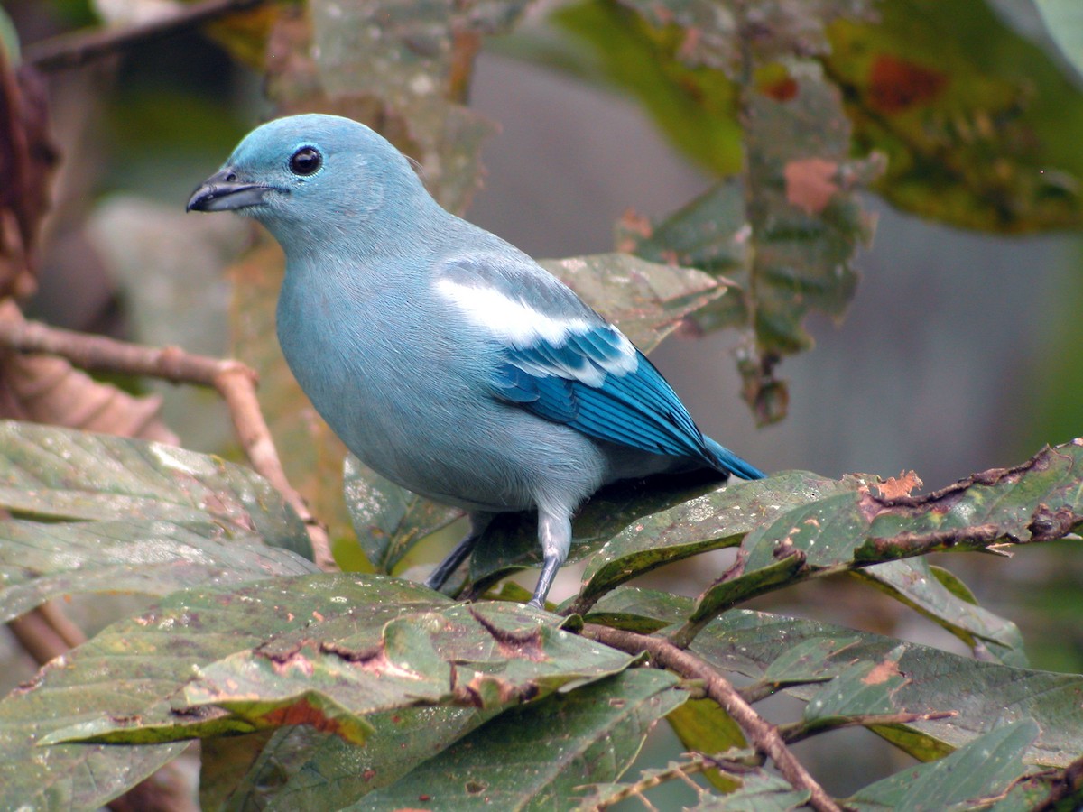 Blue-gray Tanager (White-edged) - ML205535711