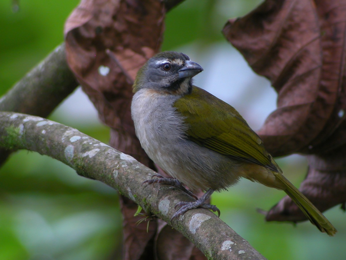 Buff-throated Saltator - ML205535731