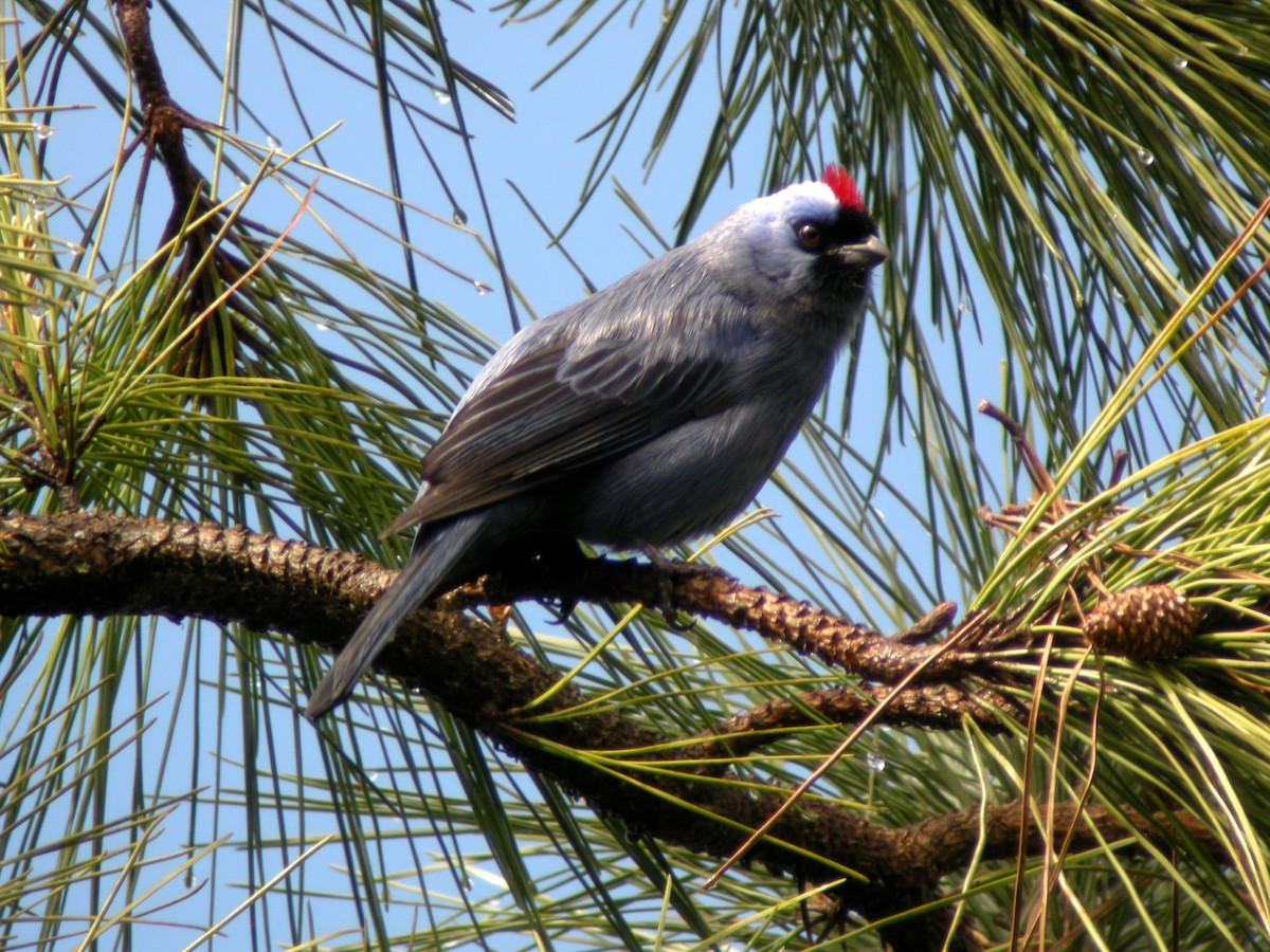 Diademed Tanager - ML205535741